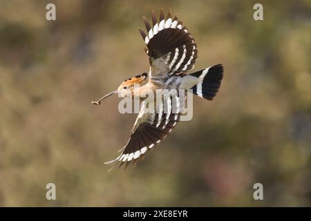 Felpa epocale eurasiatica Upupa epops, adulto che vola con caterpillar in becco, Hortobagy, Ungheria, giugno Foto Stock