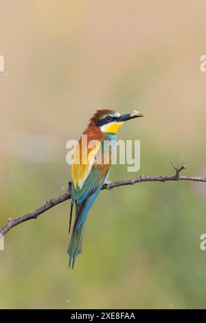 Merops apiaster, un adulto arroccato su un ramo con farfalla in becco, Hortobagy, Ungheria, giugno Foto Stock