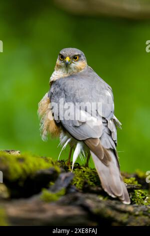 Sparrowhawk eurasiatico Accipiter nisus, maschio adulto arroccato sul tronco, Debrecen, Ungheria, giugno Foto Stock