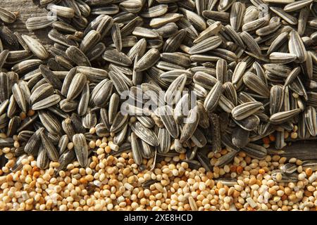 Helianthus annuus, girasole Foto Stock