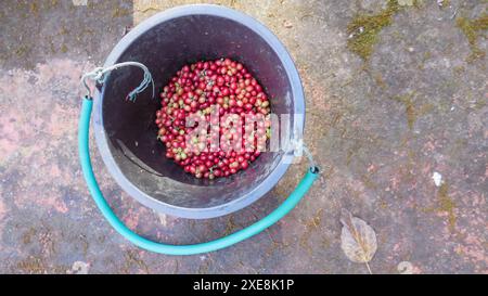 I chicchi di caffè Cherry raccolti in contenitori vengono raccolti a mano prima di essere essiccati e pronti per la fase successiva del processo di tostatura. Sfondo del CAN Foto Stock