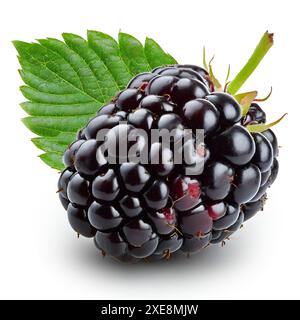 BlackBerry con foglia isolata su sfondo bianco. Tracciato di ritaglio Foto Stock