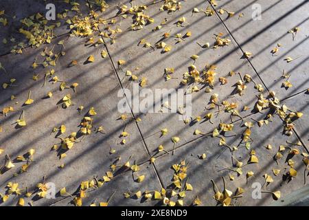 Il centenario Ginko Biloba di Grasse in autunno, Alpes Maritimes, PACA, Costa Azzurra, Francia Foto Stock