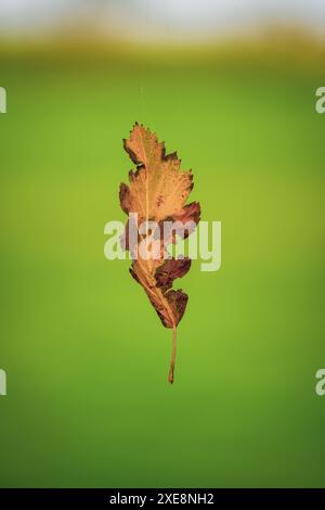 Foglia autunnale caduta di una quercia su una ragnatela. Foto Stock