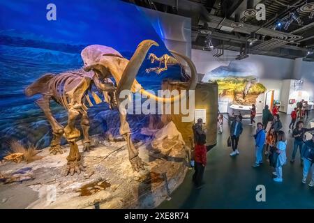 Drumheller, Alberta, Canada. 19 febbraio 2024. Il Royal Tyrrell Museum di Drumheller presenta i resti scheletrici di uno sho mammut Foto Stock