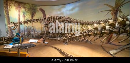 Drumheller, Alberta, Canada. 19 febbraio 2024. Uno scheletro di Camarasaurus Supremus al Royal Tyrrell Museum. Foto Stock