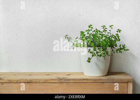Pianta casalinga Callisia sul vecchio tavolo in legno con spazio copia, giardinaggio e concetto minimale di arredamento Foto Stock