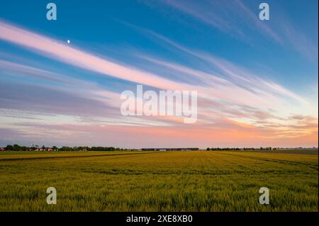 Splendida immagine di lunghe nuvole di cirrus di colore rosa su un campo di grano giallo Foto Stock