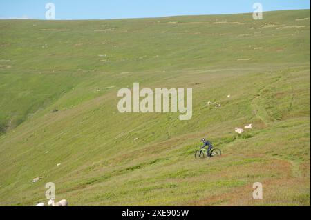 Mountain ebiker sul sentiero pedonale Y GRIB, Dragon's Back, Black Mountains, Powys, Regno Unito Foto Stock