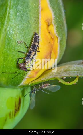 Larva del coccinello a quattordici punti "Proylea quatuordecimpunctata" che si nutre di afidi Foto Stock