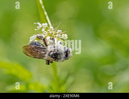 Graue Sandbiene "Andrena cineraria" Foto Stock