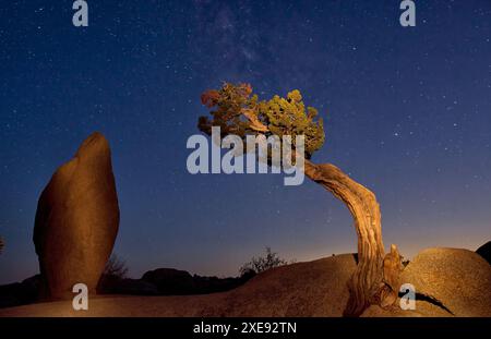 Penguin Rock nel Joshua Tree National Park Foto Stock