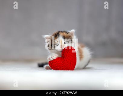 ritratto di un piccolo gattino soffice giace su una coperta bianca e tiene un cuore rosso a maglia nelle zampe Foto Stock