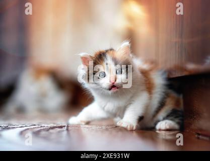 ritratto di un piccolo gattino soffice seduto spaventato sul pavimento Foto Stock