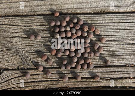 Lathyrus odoratus, pisello, seme Foto Stock