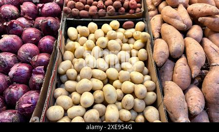 le verdure fresche di un mercato includono cipolle viola, patate rosse, patate bianche e patate dolci disposte in sezioni separate Foto Stock