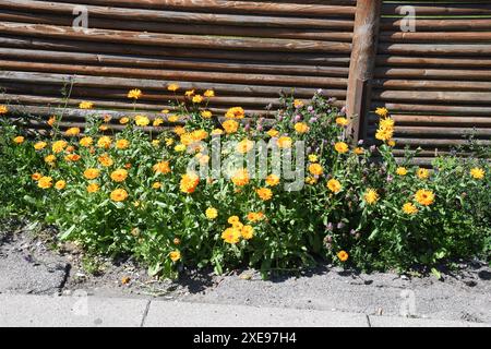 Copenhagen/ Danimarca/26 giugno 2024/Fiori e piante sono piantati in decoarte strada danese per la salute e bell'aspetto della zona e delle strade foto. Francis Joseph Dean/Dean Pictures non per uso commerciale Foto Stock