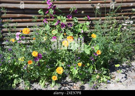 Copenhagen/ Danimarca/26 giugno 2024/Fiori e piante sono piantati in decoarte strada danese per la salute e bell'aspetto della zona e delle strade foto. Francis Joseph Dean/Dean Pictures non per uso commerciale Foto Stock