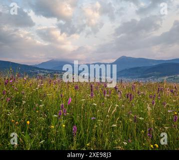 Estate crepuscolo Carpazi montagna campagna prati. Con bellissimi fiori selvatici Foto Stock
