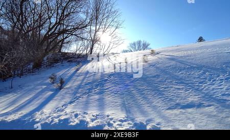 Lascia brillare gli aceri solitari in un campo invernale Foto Stock