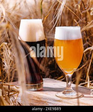 Bicchieri di birra non filtrati e scuri in un campo di grano Foto Stock