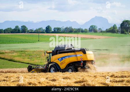 Thalheim bei Wels, Österreich. 26. Giugno 2024. Mähdrescher bei der Getreide-Ernte. Alta Austria *** Thalheim bei Wels, Austria 26 giugno 2024 mietitrebbiatrice per la raccolta del grano dell'alta Austria Foto Stock