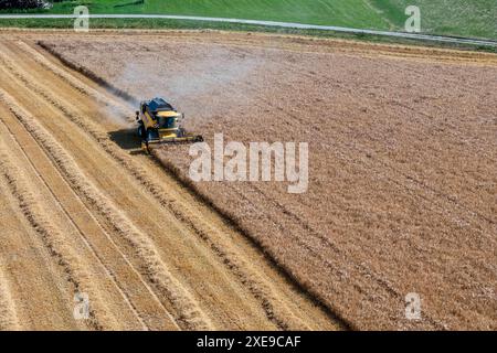 Thalheim bei Wels, Österreich. 26. Giugno 2024. Mähdrescher bei der Getreide-Ernte. Alta Austria *** Thalheim bei Wels, Austria 26 giugno 2024 mietitrebbiatrice per la raccolta del grano dell'alta Austria Foto Stock