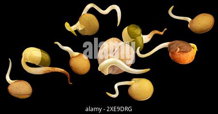 Fagioli germogliati, semi di lenticchie germinanti isolati su sfondo nero Foto Stock