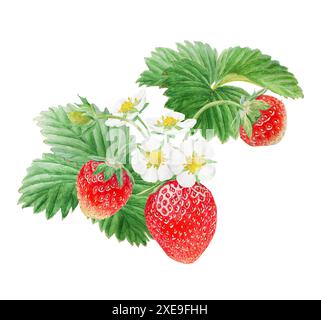 Fragola rossa con fiori bianchi, illustrazione ad acquerello disegnata a mano. Arte gastronomica, pittura botanica realistica fresca. Clipart estivo di bacche dolci per Foto Stock