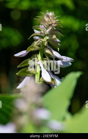 Primo piano di una hosta (Frances Williams) giglio in fiore Foto Stock