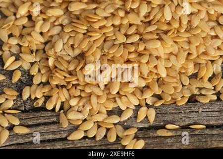 Linum usitatissimum, flax seed Foto Stock