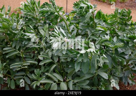 Primo piano delle foglie verdi dell'orto annuale, fagioli larghi, capolavoro di vicia faba, longpod verde. Foto Stock