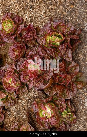 Vista ravvicinata dall'alto delle foglie rosse e verdi della lattuga lactuca sativa, fiore all'occhiello delle quattro stagioni. Foto Stock