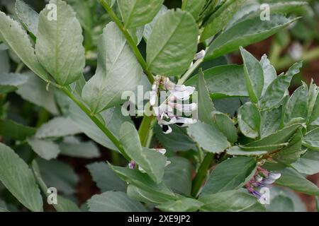 Primo piano dei fiori bianchi e neri e delle foglie verdi dell'orto annuale, il grande fagiolo vicia faba, capolavoro del longpod verde. Foto Stock