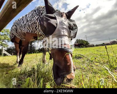 PFERD beim Gras fressen *** erba mangiatrice di cavalli Copyright: XLobeca/RHx Foto Stock