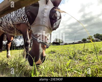 PFERD beim Gras fressen *** erba mangiatrice di cavalli Copyright: XLobeca/RHx Foto Stock