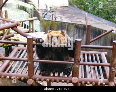 Noboribetsu, parco di orsi in Giappone, orsi in uno zoo. Foto Stock