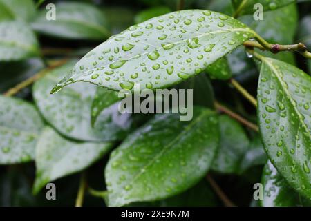 Gocce di pioggia sulle foglie di una camelia, germania, Mönchengladbach Foto Stock