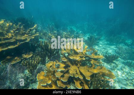 Barriera corallina tropicale in acque blu cristalline. Coralli duri e morbidi, paesaggio subacqueo. Foto Stock