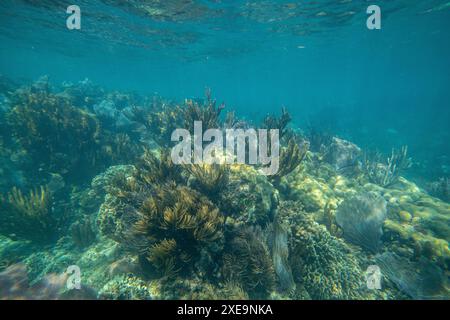 Barriera corallina tropicale in acque blu cristalline. Coralli duri e morbidi, paesaggio subacqueo. Foto Stock