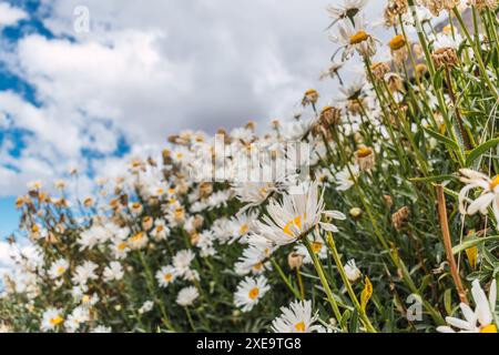 un campo di fiori selvatici con un cielo nuvoloso sullo sfondo. Foto Stock