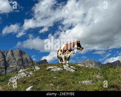 Mucca in piedi su una collina verde nelle Alpi svizzere Foto Stock