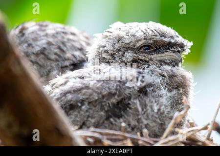 Il Tawny frogmouth, con il suo piumaggio grigio e marrone macchiato, è stato avvistato e si è mescolato all'ambiente circostante. Questa foto cattura la sua mimetica unica Foto Stock