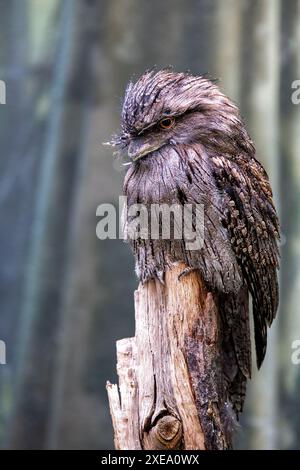 Il Tawny frogmouth, con il suo piumaggio grigio e marrone macchiato, è stato avvistato e si è mescolato all'ambiente circostante. Questa foto cattura la sua mimetica unica Foto Stock