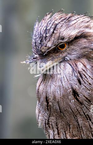 Il Tawny frogmouth, con il suo piumaggio grigio e marrone macchiato, è stato avvistato e si è mescolato all'ambiente circostante. Questa foto cattura la sua mimetica unica Foto Stock