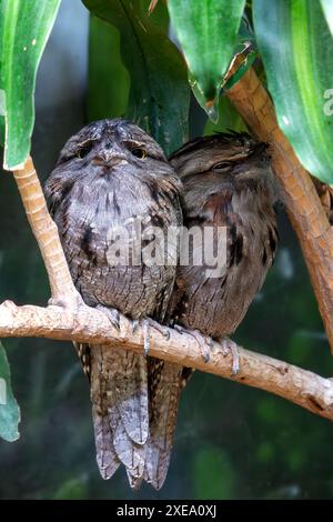 Il Tawny frogmouth, con il suo piumaggio grigio e marrone macchiato, è stato avvistato e si è mescolato all'ambiente circostante. Questa foto cattura la sua mimetica unica Foto Stock