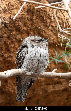 Il Tawny frogmouth, con il suo piumaggio grigio e marrone macchiato, è stato avvistato e si è mescolato all'ambiente circostante. Questa foto cattura la sua mimetica unica Foto Stock