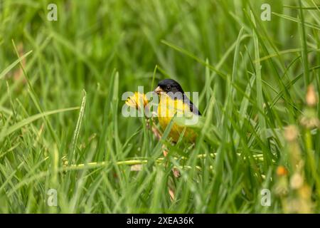 goldfinch minore (Spinus psaltria), Valle del Cocora, Dipartimento di Quindio. Fauna selvatica e birdwatching in Colombia Foto Stock