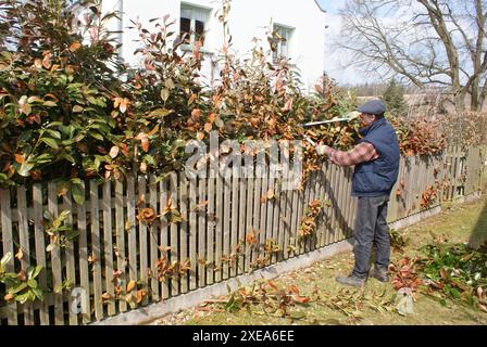 Prunus laurocerasus, Kirschlorbeer, ciliegio di alloro, potatura di rami demaginati Foto Stock