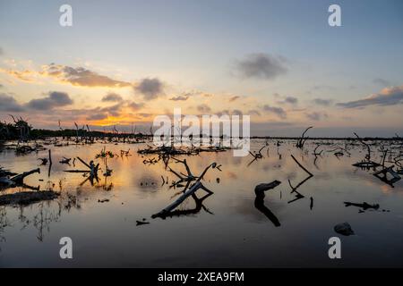 Spettacolo al crepuscolo dello Yucatan: Lo splendore del tramonto sulla palude di Mangrove in una giornata perfetta senza nuvole Foto Stock